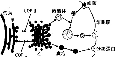 图中所示溶酶体的功能是.