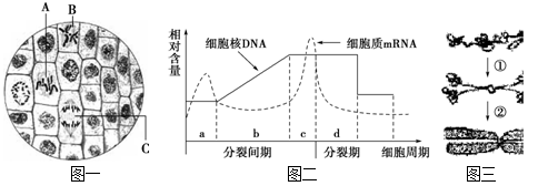 图三为细胞周期中染色体的变化.请据图回答