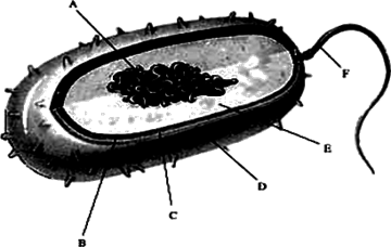 如图为细菌结构的示意图,请根据图回答下列问题
