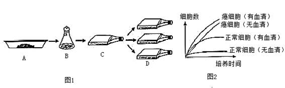 现代生物科技专题】如图所示为动物细胞培养的基本过程示意图