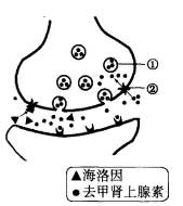 (1)去甲肾上腺素(ne)是一种兴奋型神经递质,其合成后贮存在结构①中