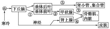 下图为人体对体温与水平衡调节示意图,下列叙述不正确