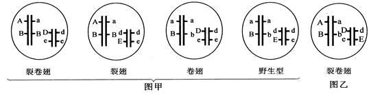 为培育果蝇新品系,研究人员进行如下杂交实验(以下均不考虑交叉互换.