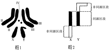 遗传与进化 遗传的基本规律 基因的自由组合定律  (1)果蝇Ⅱ号染色体