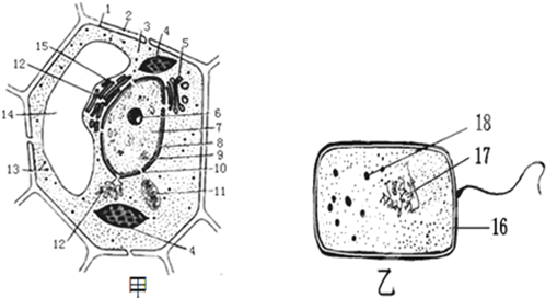 下图是两类细胞的亚显微结构模式图,据图回答