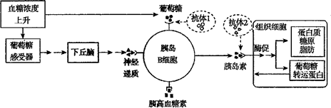 稳态与环境 动物和人体生命活动的调节 通过体液的调节  (1)当血糖