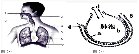 31   图(a)为呼吸系统组成示意图,图(b)为肺泡与毛细血管之间的气体