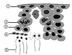 如图是某果蝇种群中某白眼果蝇个体(2n=8,w表示白眼基因)精巢横切片