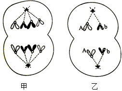 减数分裂和受精作用