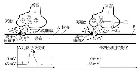 兴奋在中枢神经系统的传导过程中,有时存在一个突触引起的兴奋被后一