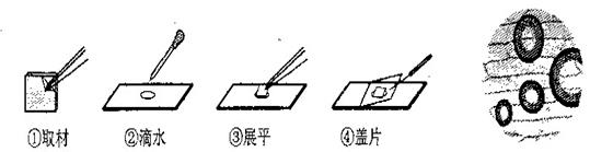 下图是制作洋葱表皮细胞临时装片的基本步骤若在显微镜中观察到的图像