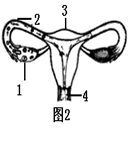 图1是有关人体生殖发育的概念图,图2是女性生殖系统示意图,回答
