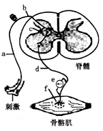 e是放置在神经d上的电位计,f为神经与肌细胞接头部位,是一种突触.