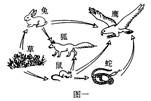 图一表示某生态系统中的食物网;图二表示某条食物链中四类生物按顺序