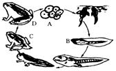 【推荐2】右图是青蛙的发育过程,请回答问题