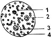 (2015秋夏津县期末)下面是显微镜下观察人血涂片的一个视野图(④指