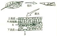 下图表示将菠菜叶制成临时切片,以及在显微镜下观察到的叶片的结构图.