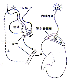 (2011安徽)人体内环境的稳态受神经和体液因素调节.请据图回答