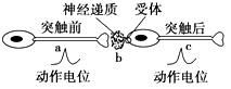 如下图表示一个神经元在一次兴奋后,将兴奋传递给另一个神经元的过程.