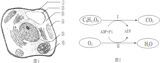 图1为高等植物细胞的亚显微结构示意图,图2为有氧呼吸