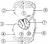35 如图为人体部分血液循环示意图,据图回答