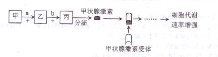 稳态与环境 细胞生活的环境及内环境的稳态  (2)甲状腺激素受体的化学