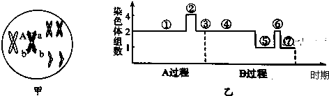 图乙表示有关细胞进行a,b两种方式的分裂过程中染色体组数目的变化