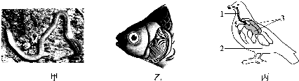 37   下面是几种常见动物的呼吸器官结构示意图,请据图回答下列问题