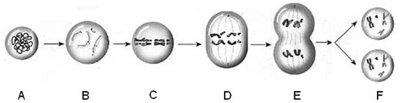 生命科学基础实验与细胞分裂(10分)