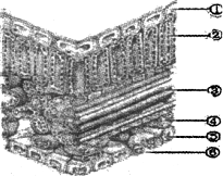 如图是叶片的横切结构图,据图回答