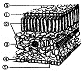 如图是蚕豆叶不同切面结构示意图,其中①是上表皮细胞,②是叶肉细胞