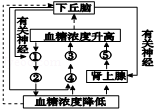 下丘脑在血糖调节过程中发挥着重要作用.请据图回答问题