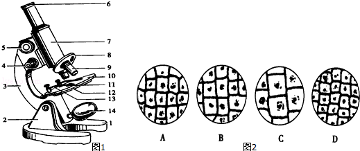 动植物细胞结构示意图_手绘