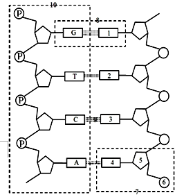 31   如图是dna分子的结构模式图,请据图回答