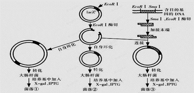 许多大肠杆菌的质粒上含有lacz基因,其编码的产物β-半乳糖苷酶在x-ga
