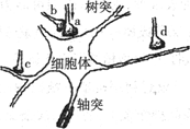 神经递质存在于轴突的 中,通过 方式释放到突触间隙.