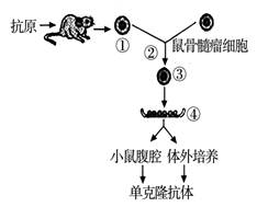 如图是单克隆抗体制备流程的简明示意图.下列有关叙述,正确的是