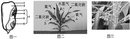 绿色开花植物的一生 种子的萌发            (2)紧凑型玉米的叶片与茎