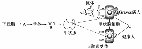下图表示健康人和graves病人激素分泌的调节机制,a,b
