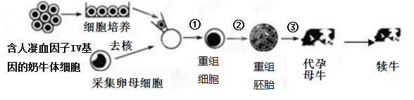 还可从已处死的母牛的       中获取; 采集的卵母细胞需人工培养至
