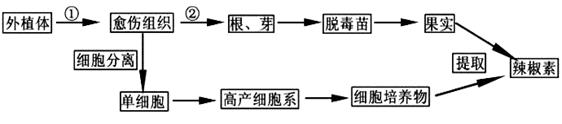 (1)图中①和②分别表示辣椒组织培养中细胞的__________和