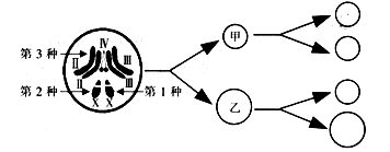 (1)果蝇体细胞中有 个染色体组.