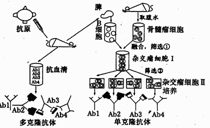 下面为制备单克隆抗体和多克隆抗体的示意图,据图回答