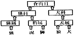 下图为生物的分类等级示意图.其中亲缘关系最近的是