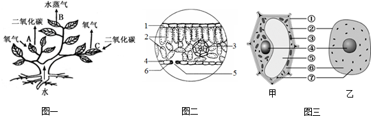 体内的某些生理活动过程示意图,图二是绿色植物叶片横切面结构示意图