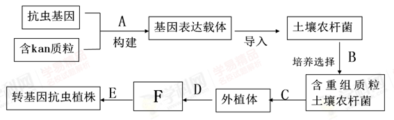 在培育转基因植物的研究中,卡那霉素抗性基因(kan)常作为标记基因