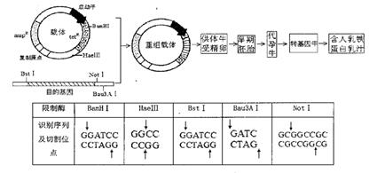 下图是培育表达人乳铁蛋白的乳腺生物反应器的过程,图中tet