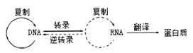 中心法则反映了遗传信息在细胞内的生物大分子间转移的基本法则.