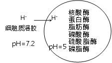 图示正常情况下溶酶体所含物质及其内,外环境的ph值等,下列哪项叙述与