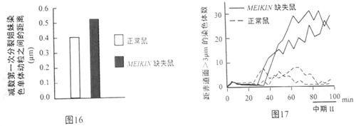 形成两条染色单体,随后一种叫动粒的蛋白质结构在着丝粒处以背对背的